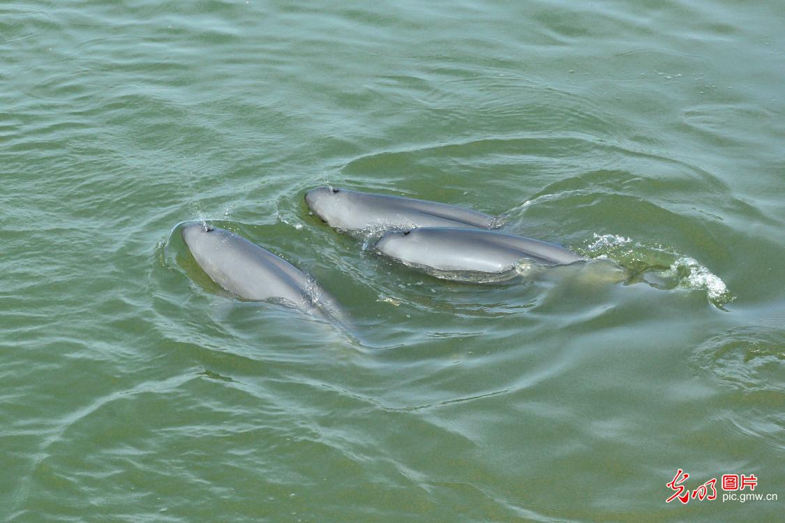 Yangtze porpoises frolic in protected habitat ahead of Biodiversity Day