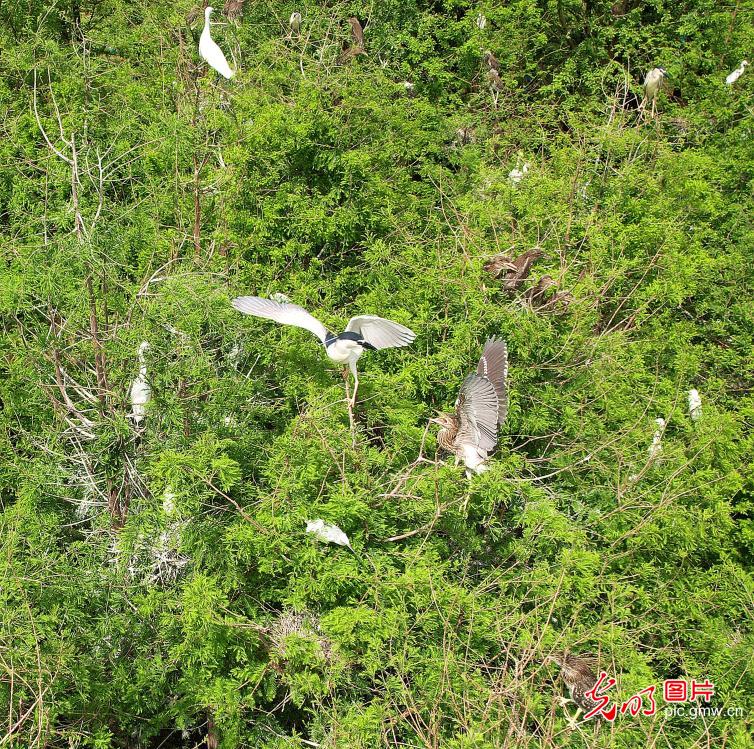 Graceful herons in early summer paint vibrant ecological landscape across China