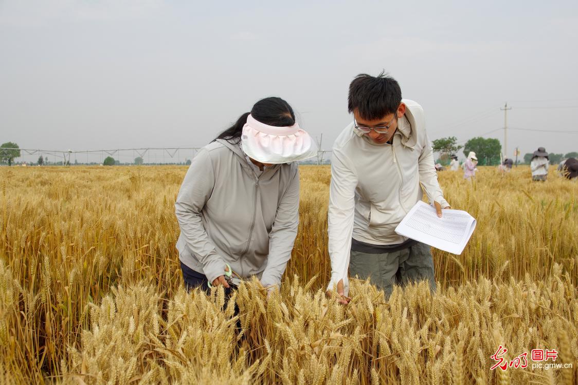 Postdoctoral researcher conducts fieldwork under the summer heat at agricultural experimental station in north China