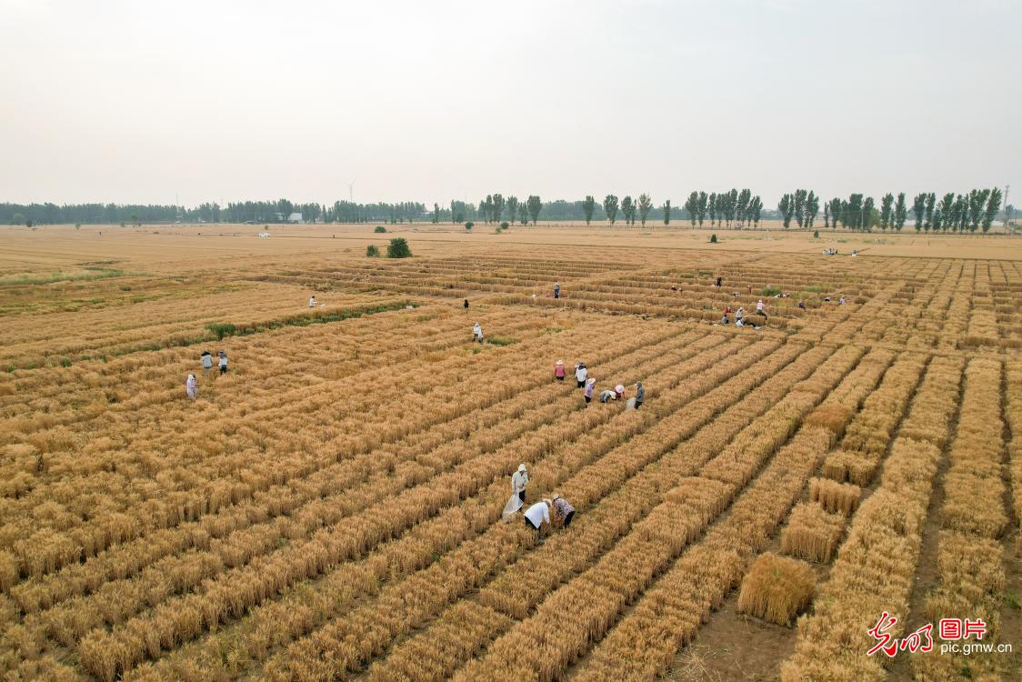 Postdoctoral researcher conducts fieldwork under the summer heat at agricultural experimental station in north China