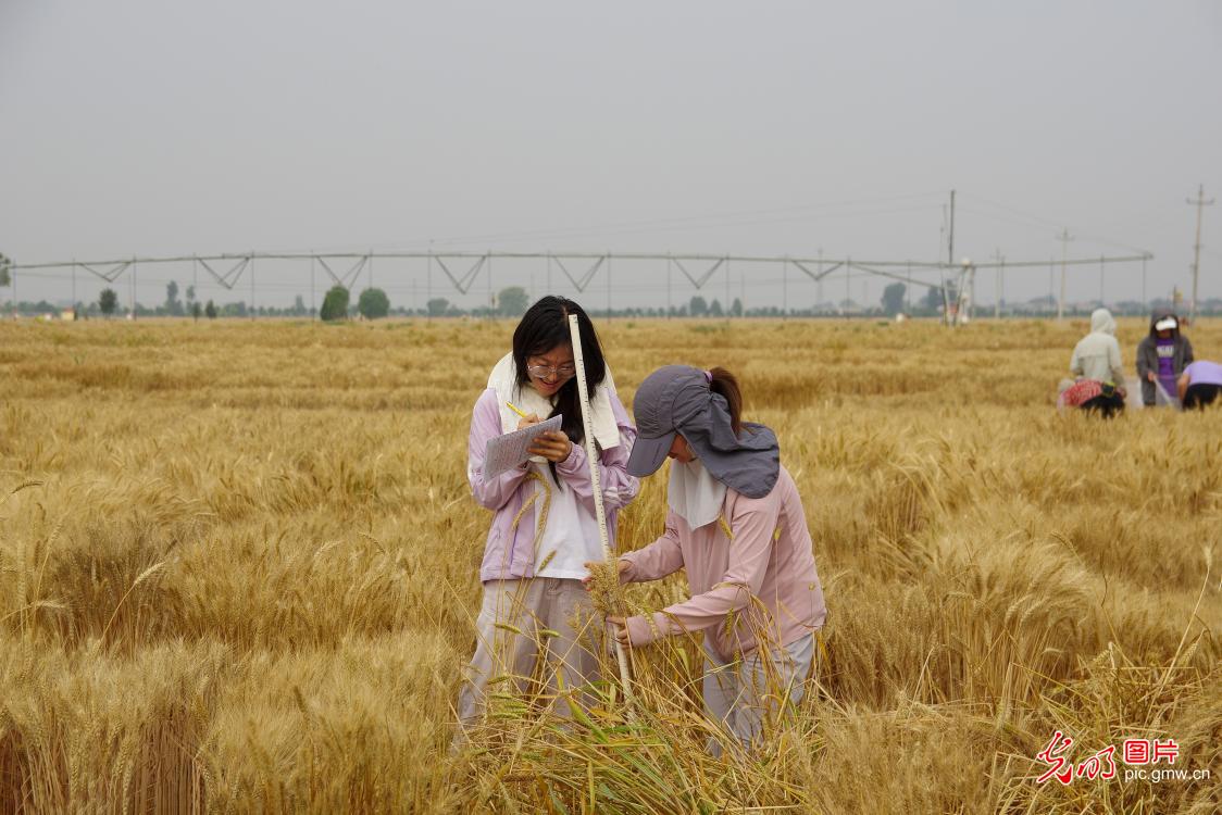 Postdoctoral researcher conducts fieldwork under the summer heat at agricultural experimental station in north China