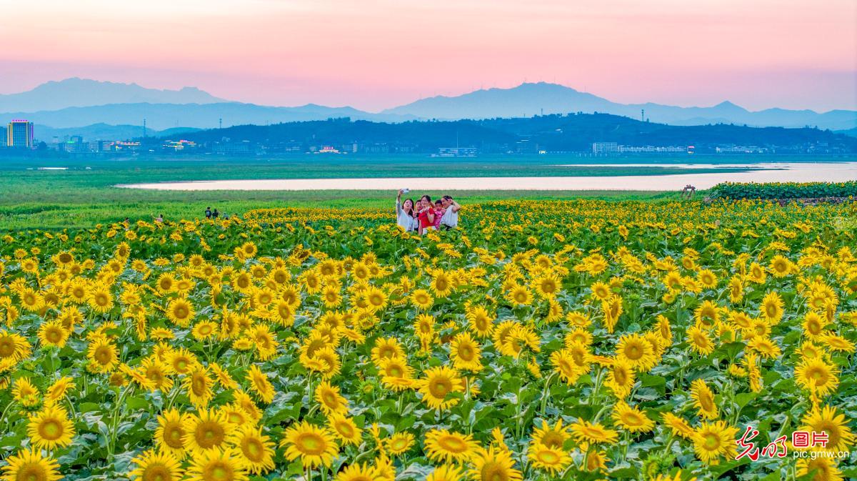 Blooming sunflowers boost rural tourism in C China’s Henan
