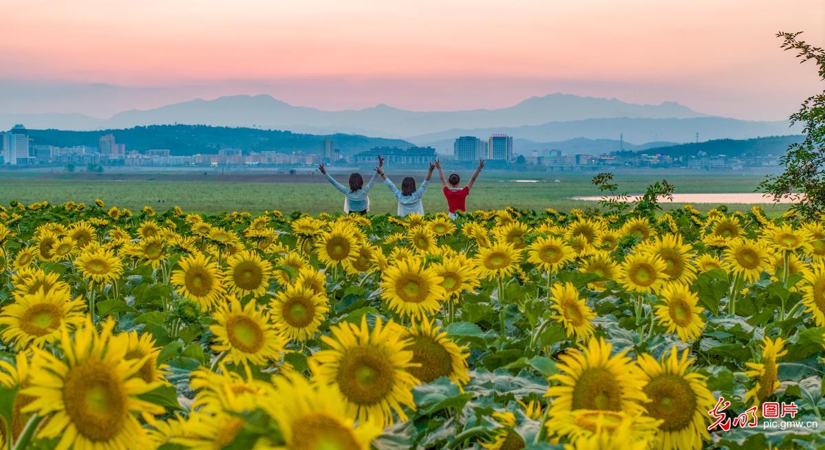 Blooming sunflowers boost rural tourism in C China’s Henan