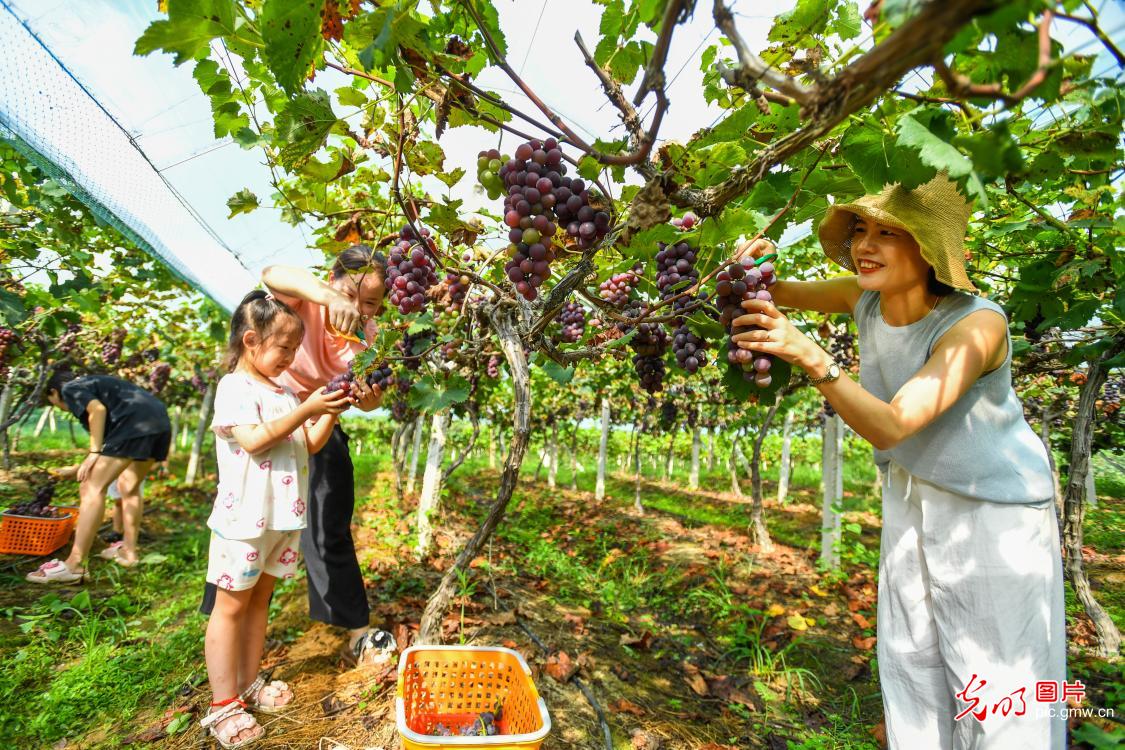 Grape harvest in E China’s Jiangxi