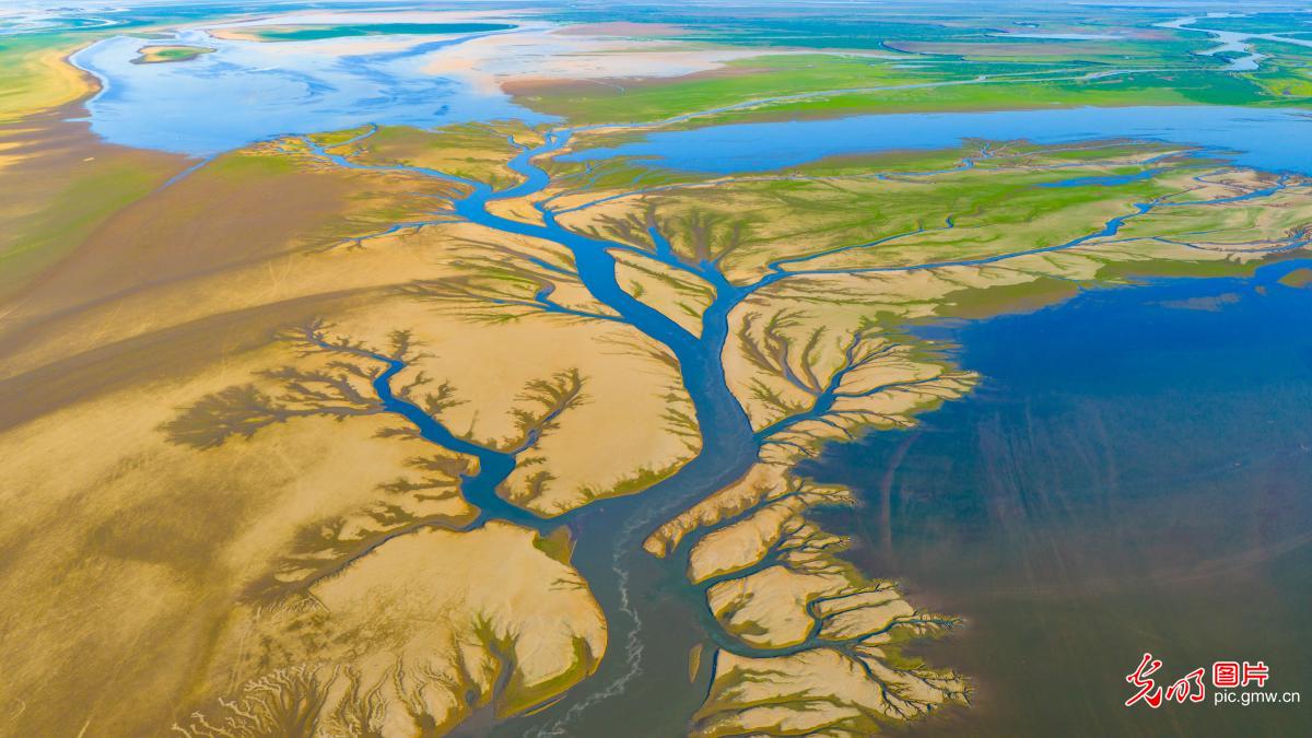 “Tree of Earth” scenery appears at Poyang Lake in E China