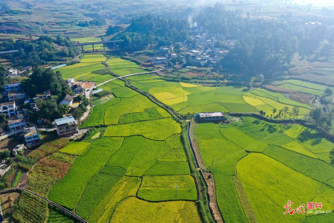 Rice fields paint vivid early autumn harvest scene in SW China's Guizhou