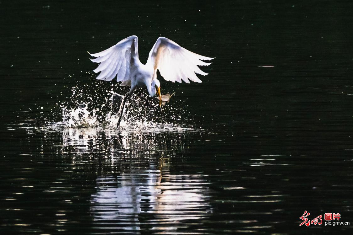 Egrets and autumn scenery create dynamic eco-picture in E China's Shandong