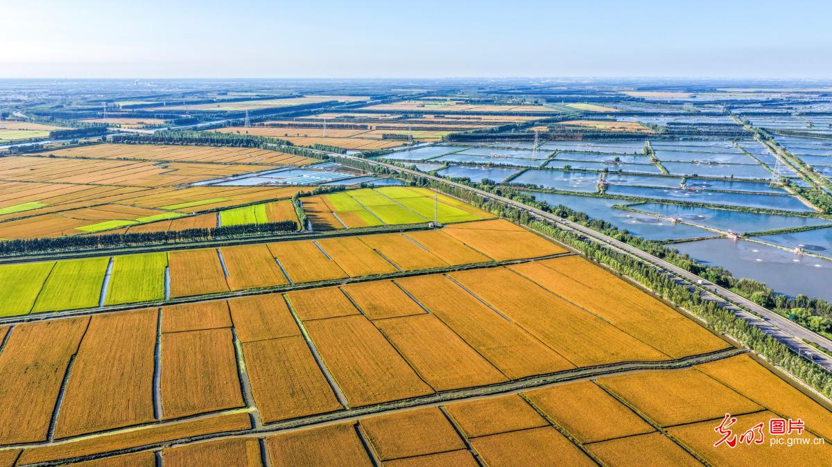 Ripe golden rice adds beauty to north China's Hebei