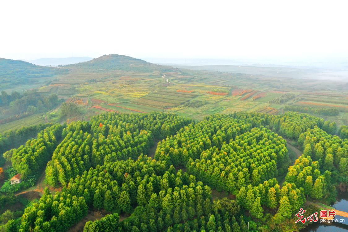 Autumn maples adorn vibrant countryside landscape in east China Autumn maples adorn vibrant countryside landscape in east China
