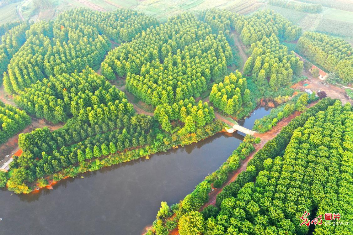 Autumn maples adorn vibrant countryside landscape in east China Autumn maples adorn vibrant countryside landscape in east China