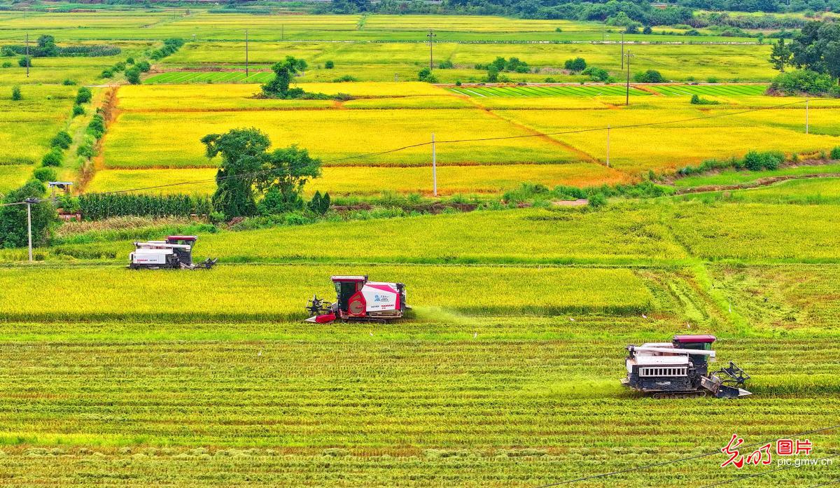Farmers harvest mid-season rice in E China's Jiangxi Farmers harvest mid-season rice in E China's Jiangxi