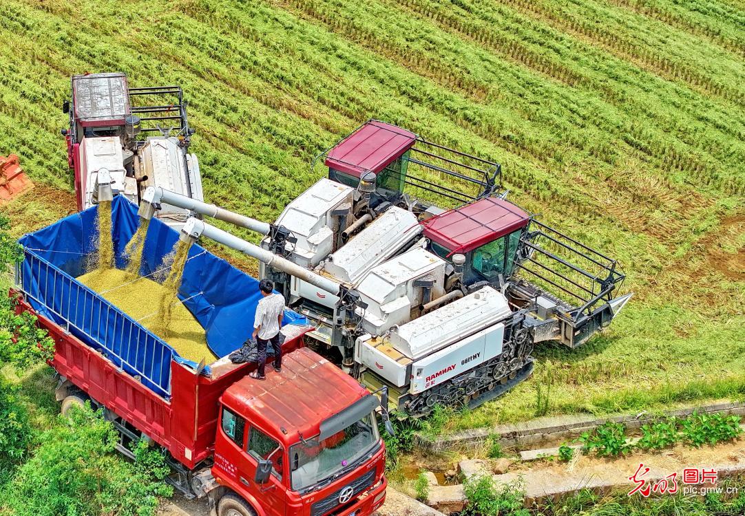 Farmers harvest mid-season rice in E China's Jiangxi Farmers harvest mid-season rice in E China's Jiangxi