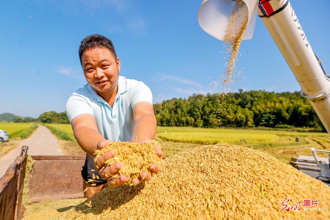 Farmers harvest mid-season rice in E China's Jiangxi Farmers harvest mid-season rice in E China's Jiangxi