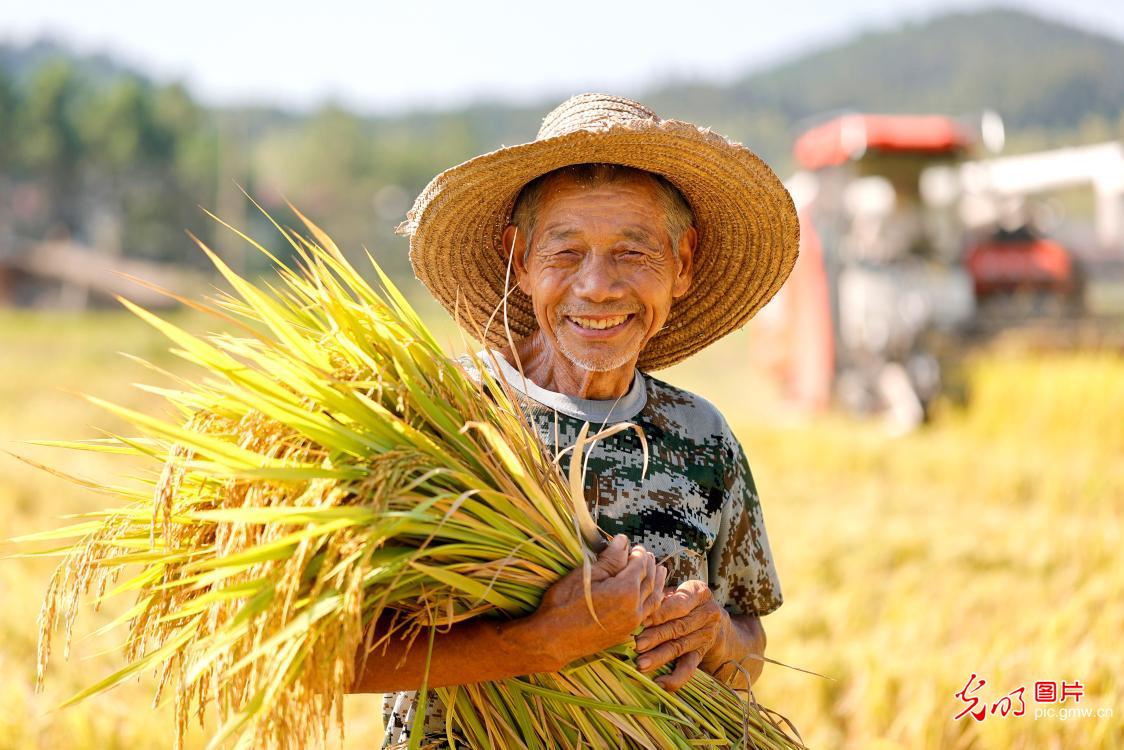 Farmers harvest mid-season rice in E China's Jiangxi Farmers harvest mid-season rice in E China's Jiangxi