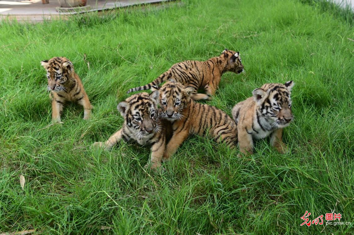 Siberian tiger cubs delight visitors in central China's Henan Siberian tiger cubs delight visitors in central China's Henan