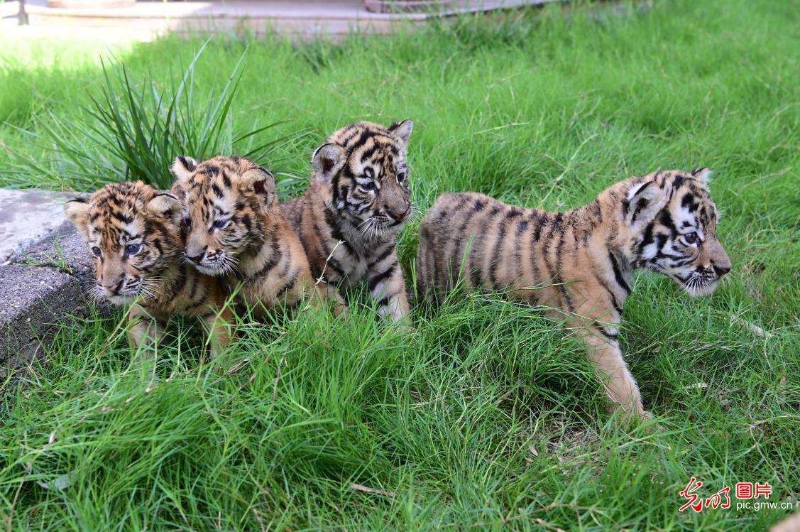 Siberian tiger cubs delight visitors in central China's Henan Siberian tiger cubs delight visitors in central China's Henan