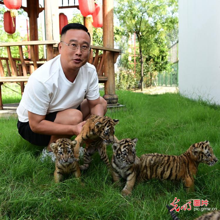 Siberian tiger cubs delight visitors in central China's Henan Siberian tiger cubs delight visitors in central China's Henan