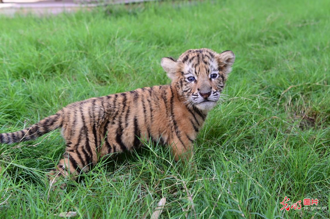 Siberian tiger cubs delight visitors in central China's Henan Siberian tiger cubs delight visitors in central China's Henan