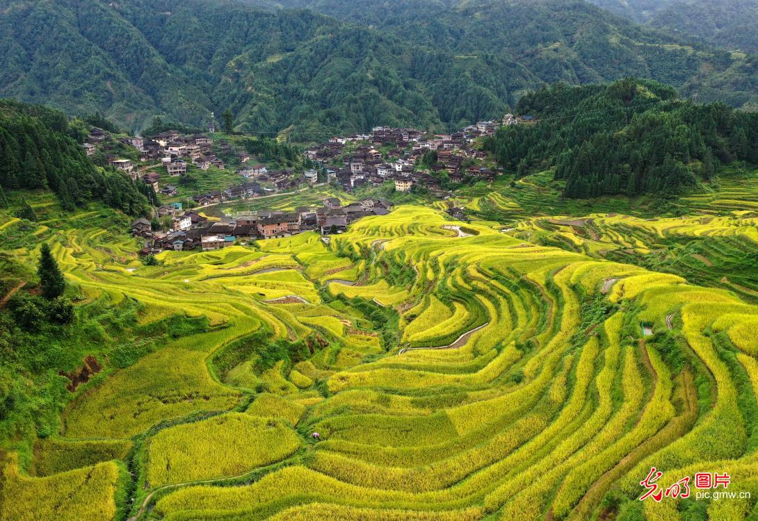 Golden autumn harvest sweeps across China's fields