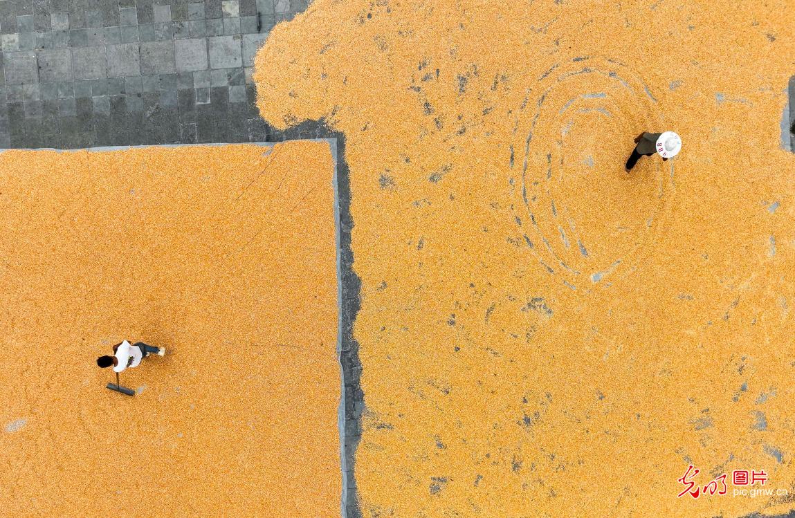 Golden autumn harvest sweeps across China's fields