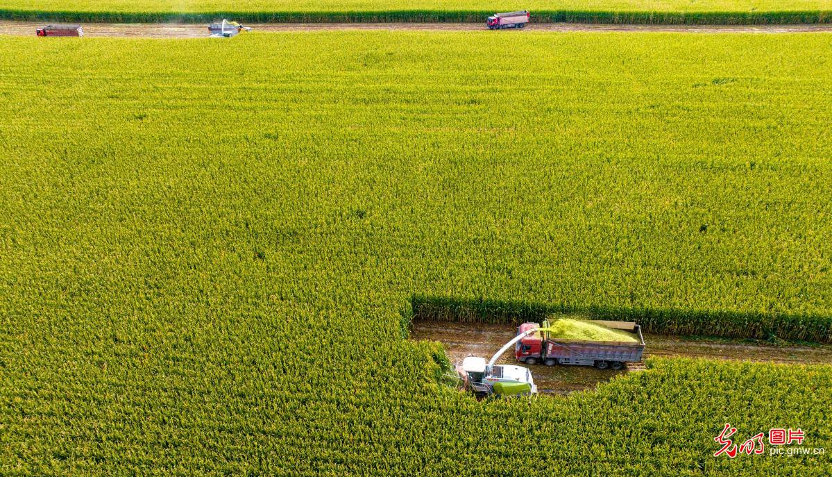 Golden autumn harvest sweeps across China's fields