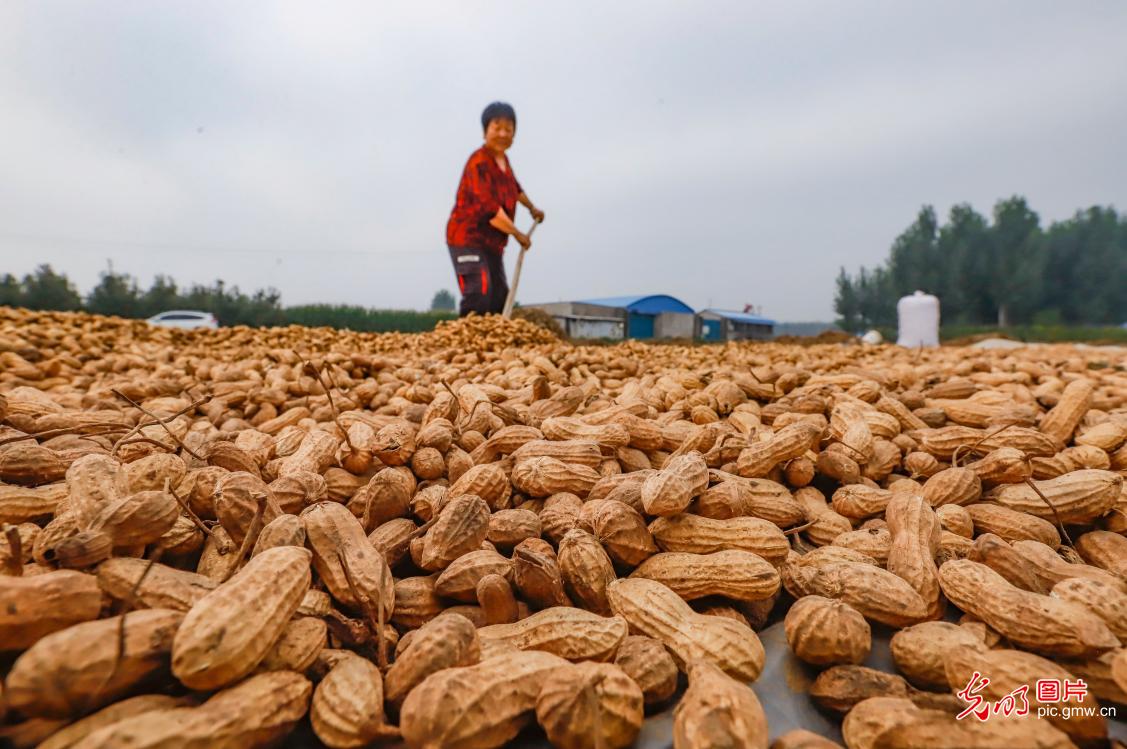 Golden autumn harvest sweeps across China's fields