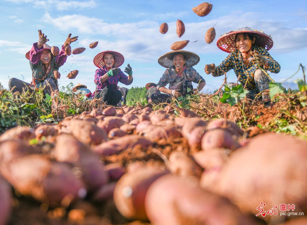 Golden autumn harvest sweeps across China's fields