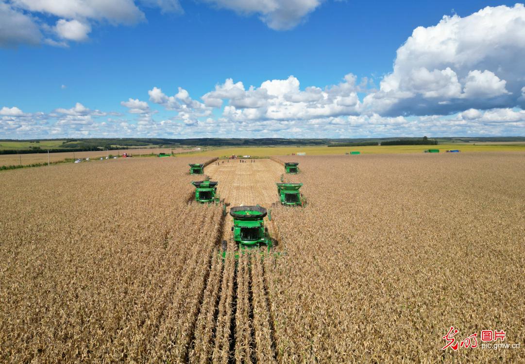 Golden autumn harvest sweeps across China's fields
