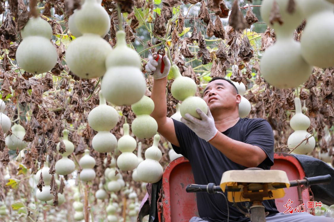 Golden autumn harvest sweeps across China's fields