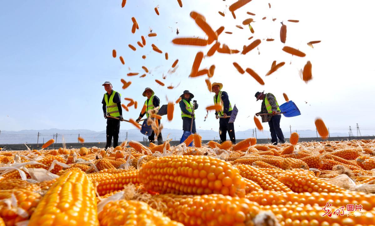 Golden autumn harvest sweeps across China's fields