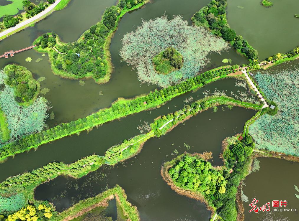 Autumn view of Yilong Lake National Wetland Park showcases scenic ecology in SW China’s Yunnan