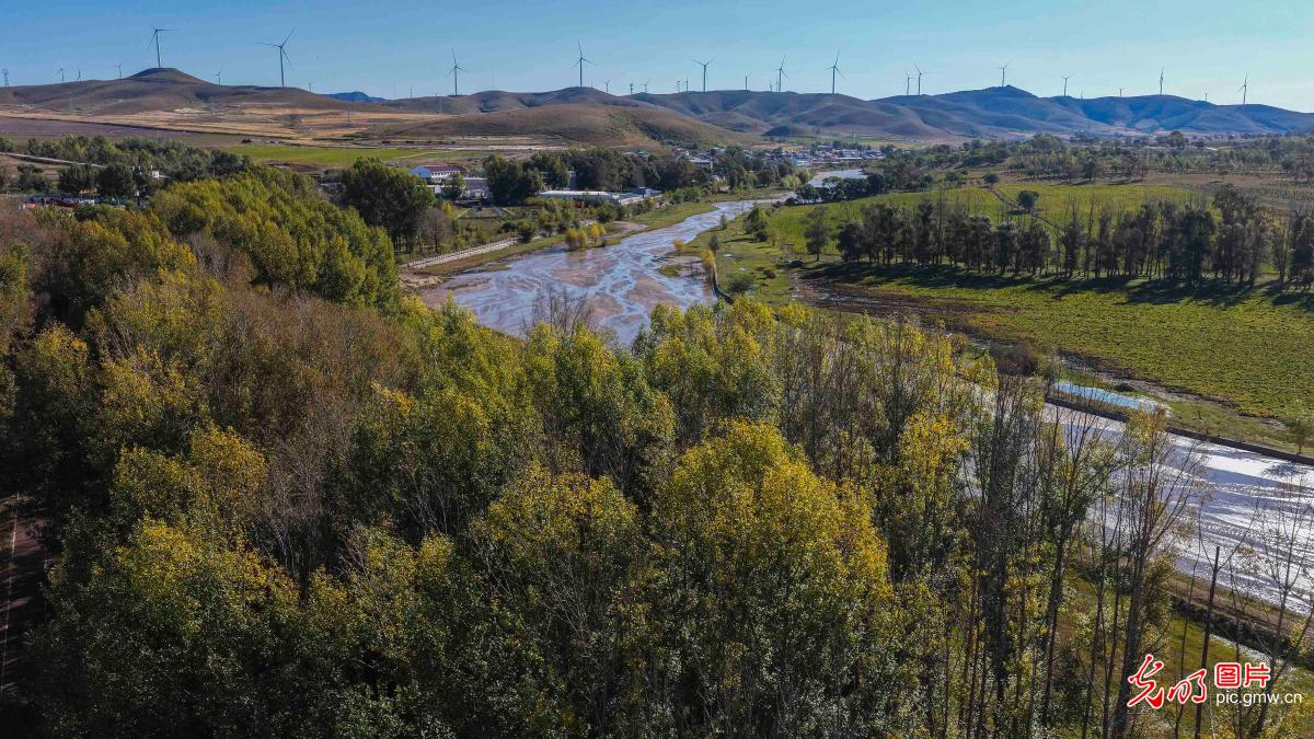 Autumn atmosphere deepens on Bashang Grassland, N China's Hebei Autumn atmosphere deepens on Bashang Grassland, N China's Hebei