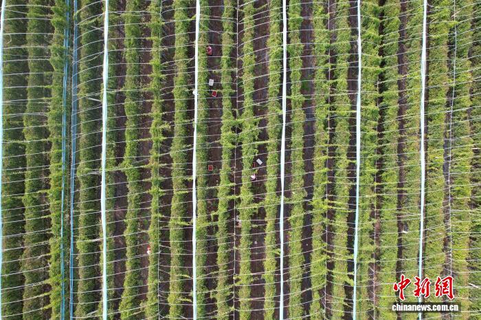 Farmers busy harvesting Schisandra chinensis in N China's Hebei Province