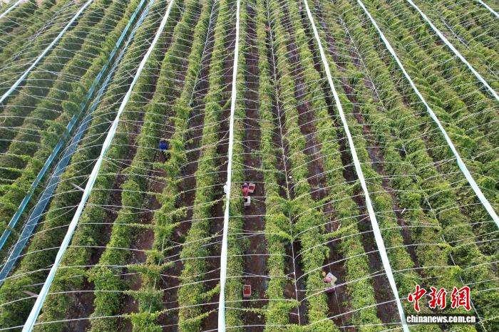 Farmers busy harvesting Schisandra chinensis in N China's Hebei Province