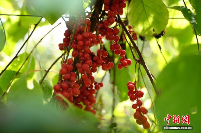 Farmers busy harvesting Schisandra chinensis in N China's Hebei Province