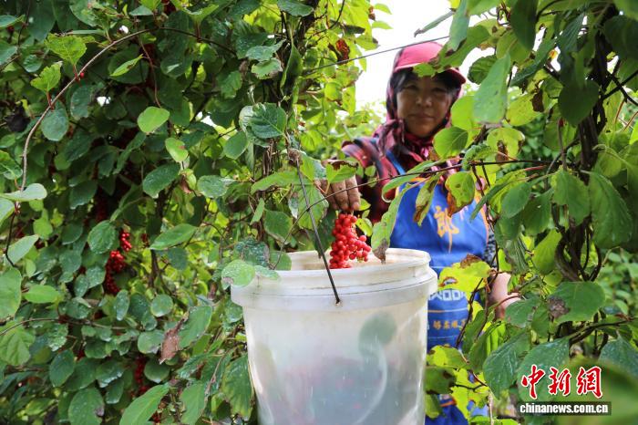 Farmers busy harvesting Schisandra chinensis in N China's Hebei Province