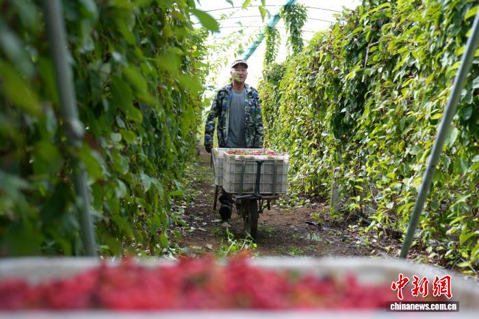 Farmers busy harvesting Schisandra chinensis in N China's Hebei Province