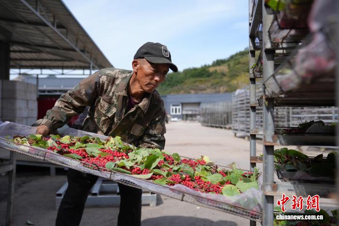 Farmers busy harvesting Schisandra chinensis in N China's Hebei Province