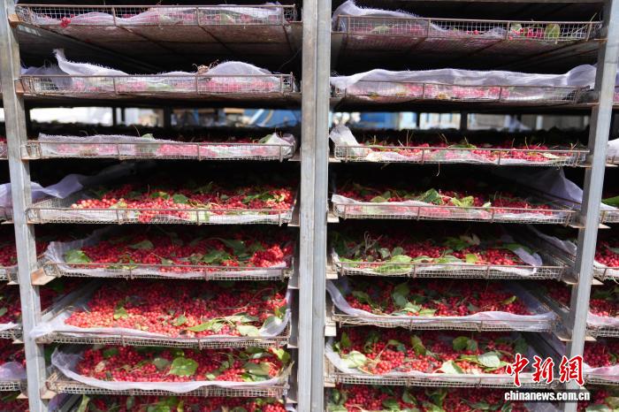 Farmers busy harvesting Schisandra chinensis in N China's Hebei Province