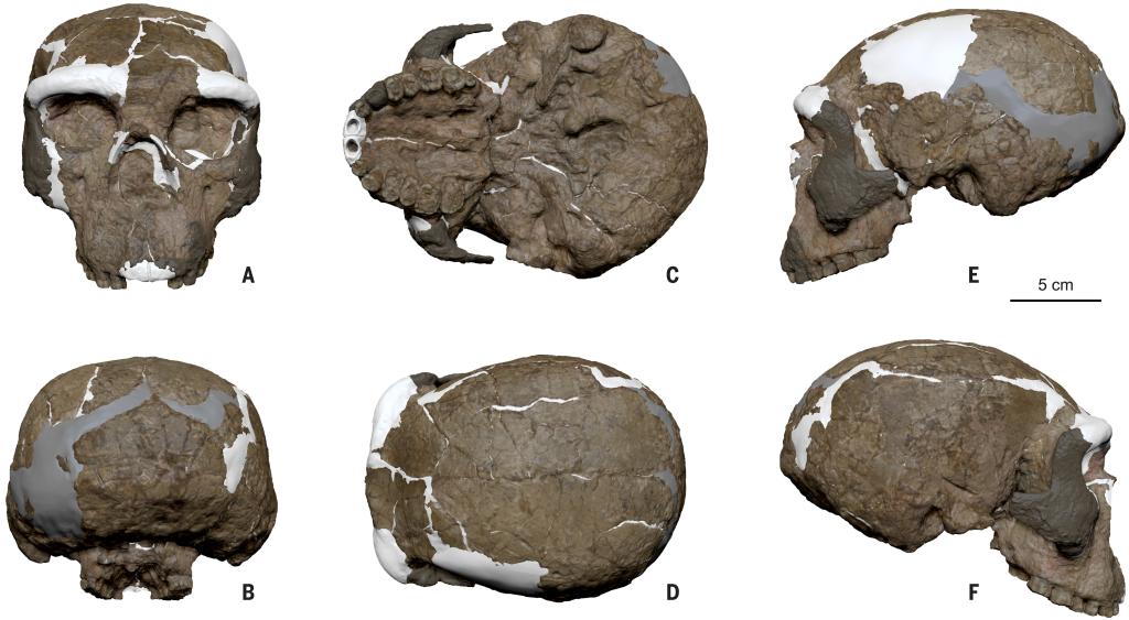 Million-year-old skull from central China rewrites human evolution timeline