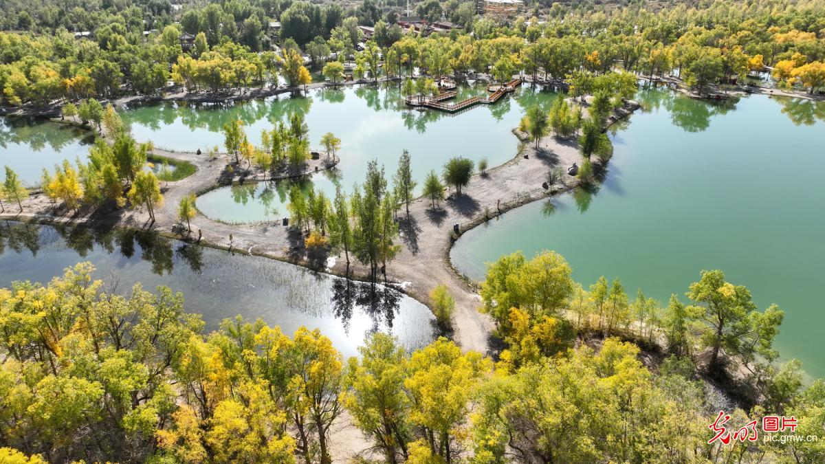 Populus euphratica forest scenery in NW China's Gansu Populus euphratica forest scenery in NW China's Gansu