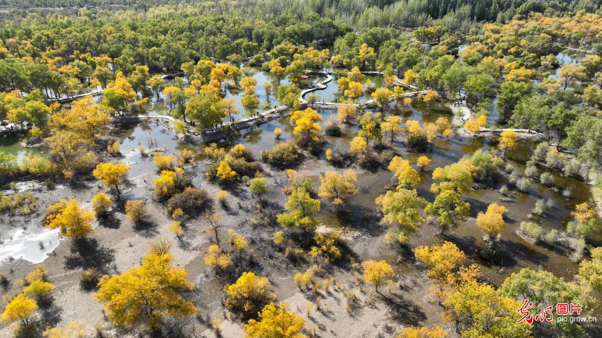 Populus euphratica forest scenery in NW China's Gansu Populus euphratica forest scenery in NW China's Gansu