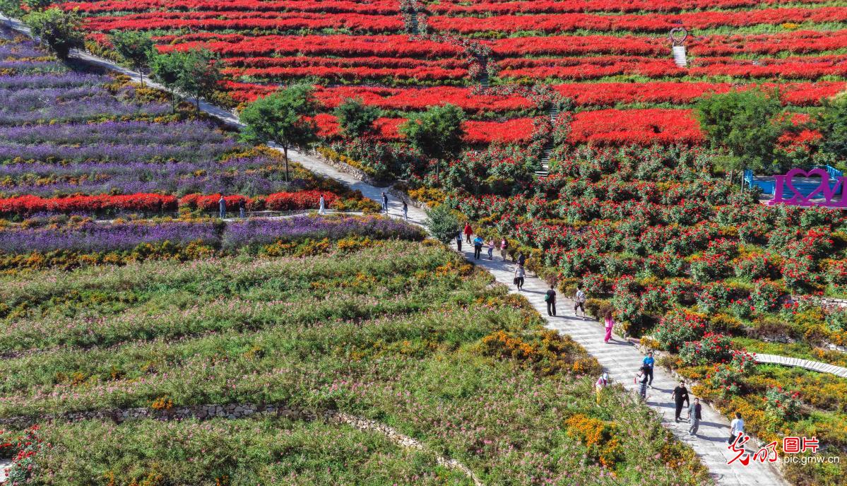 Alpine sea of flowers in N China's Hebei Alpine sea of flowers in N China's Hebei