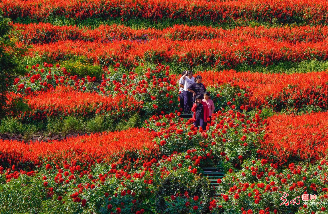 Alpine sea of flowers in N China's Hebei Alpine sea of flowers in N China's Hebei