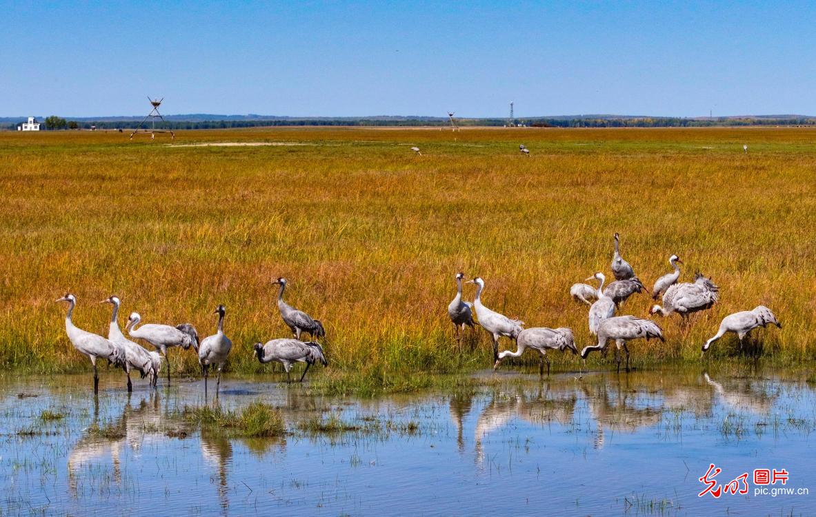 Picturesque autumn scenery in Inner Mongolia Picturesque autumn scenery in Inner Mongolia