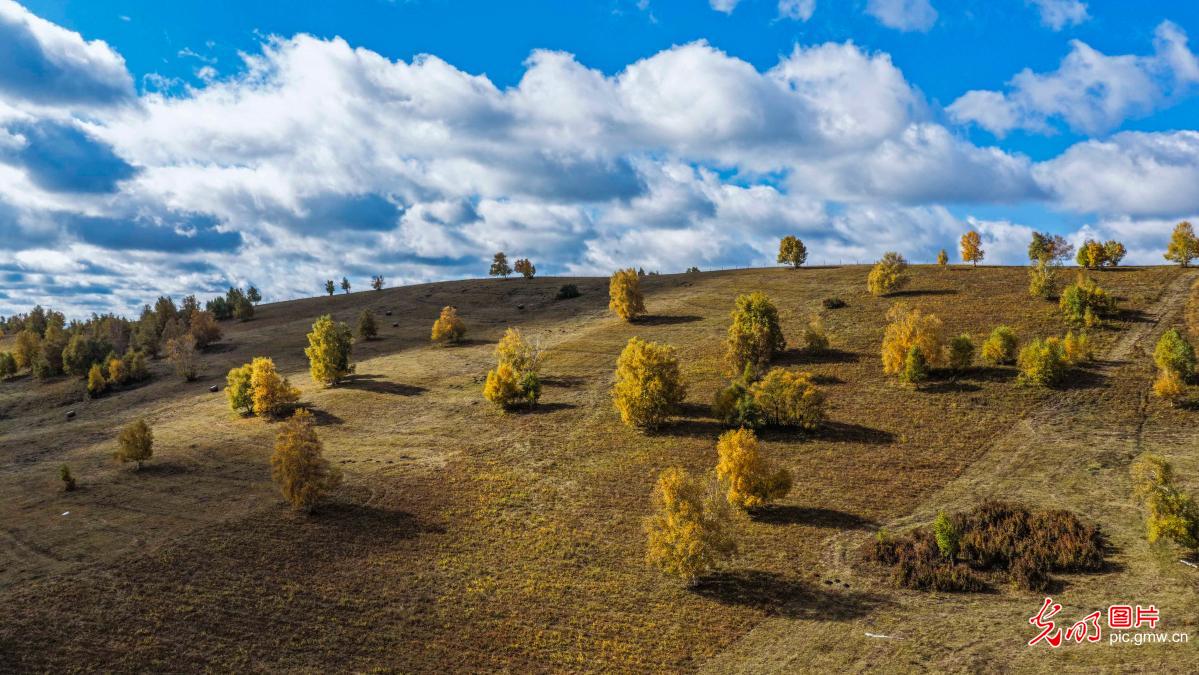Autumn scenery of Bashang Grassland in N China's Hebei