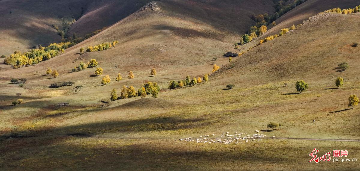 Autumn scenery of Bashang Grassland in N China's Hebei