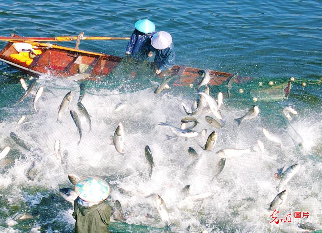 Fresh fish harvest underway in Yuexi County, E China's Anhui