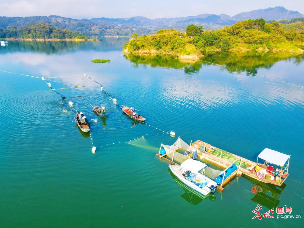 Fresh fish harvest underway in Yuexi County, E China's Anhui