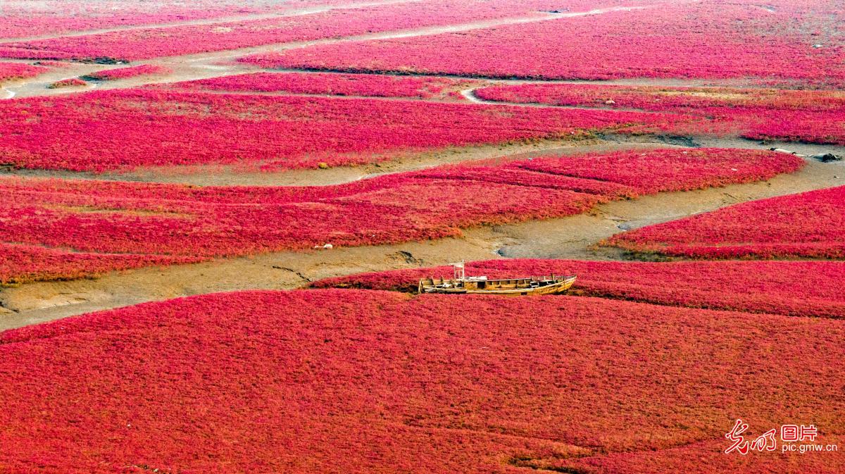 Red beach weaves vibrant ecological scenery
